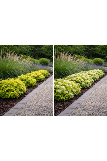 Спірея White Gold етапи цвітіння живої огорожі